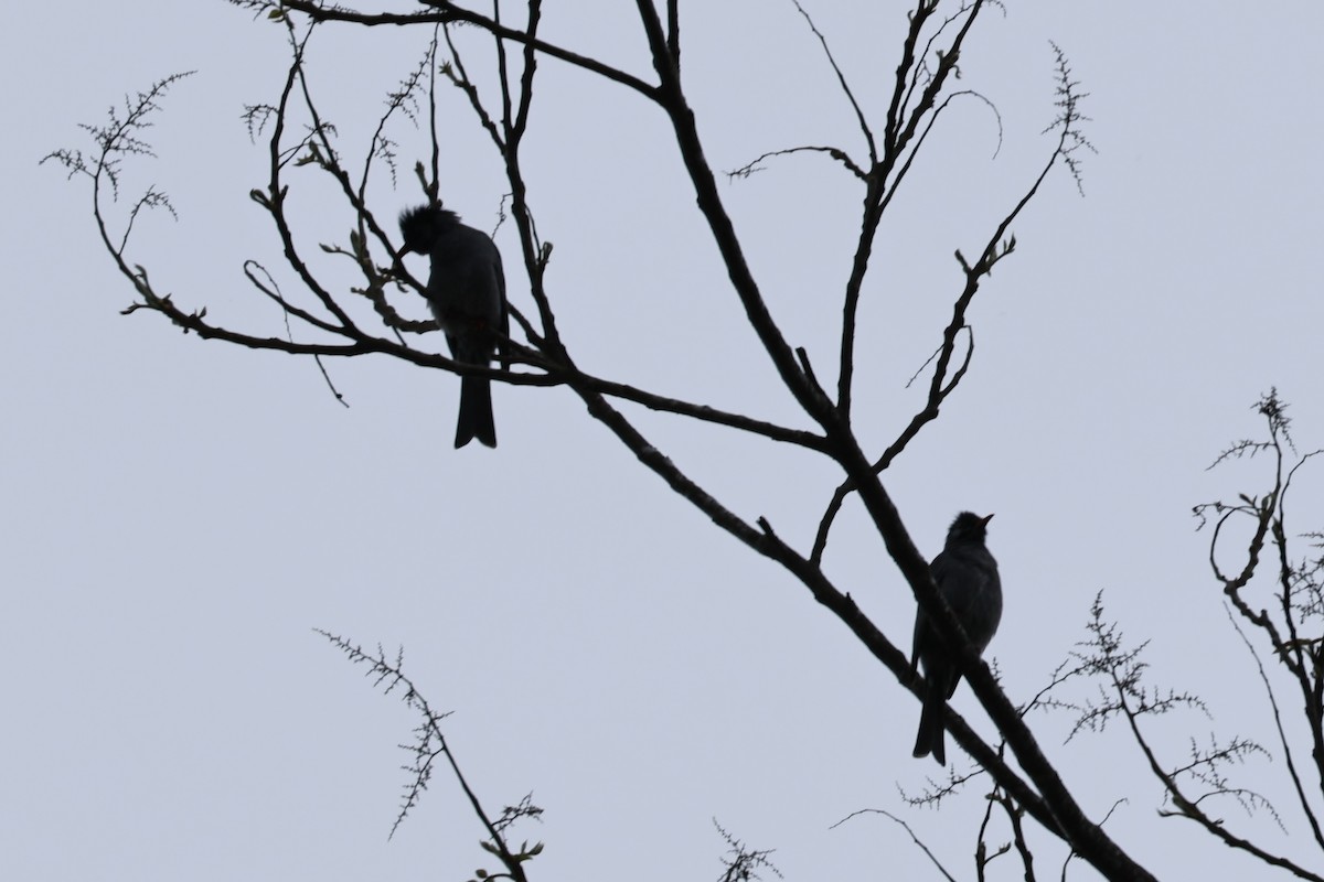 Белощекий бюль-бюль - ML645925426