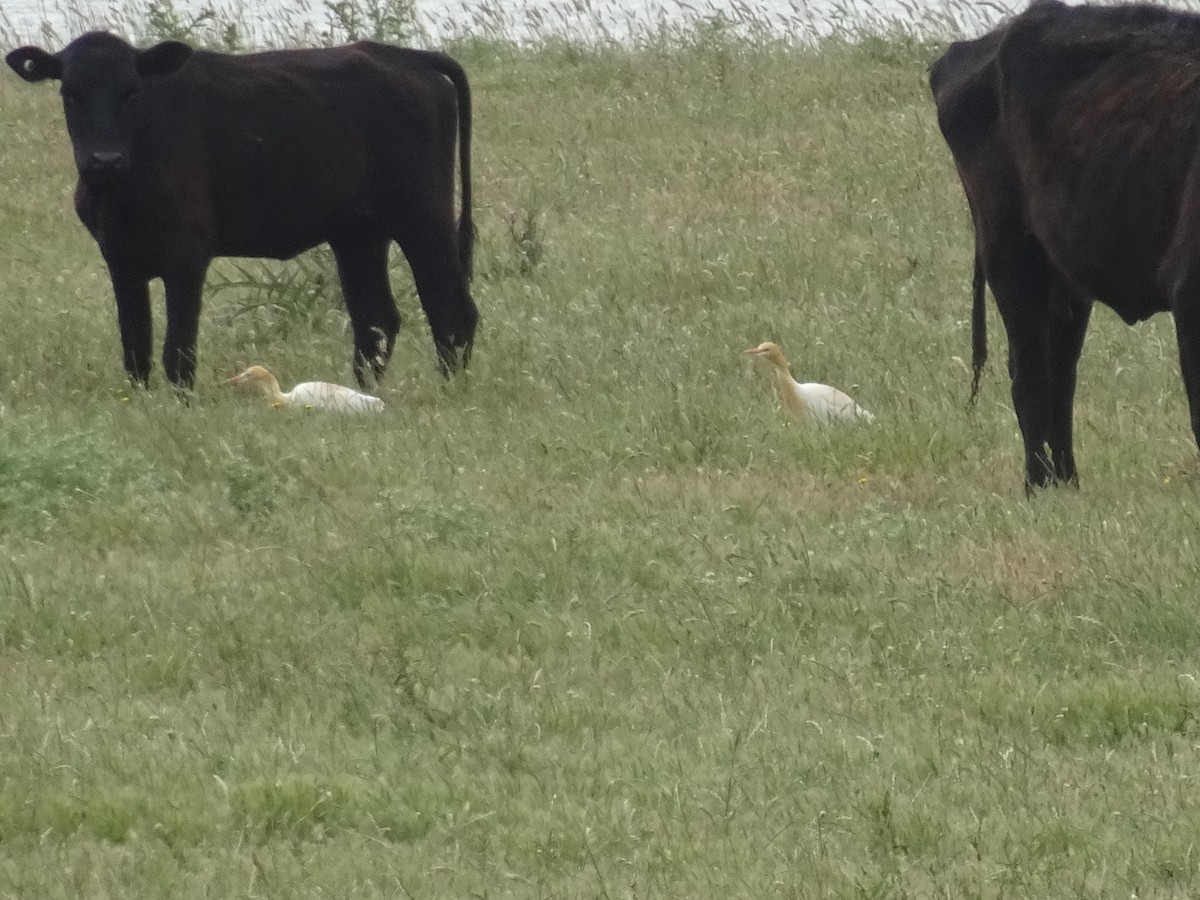 Восточная египетская цапля - ML645925428