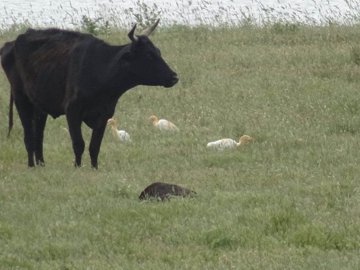 Восточная египетская цапля - ML645925429