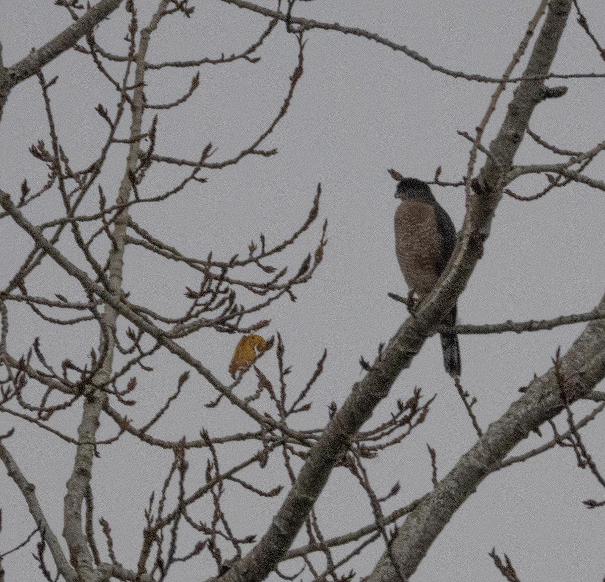 Куперов ястреб - ML645925430