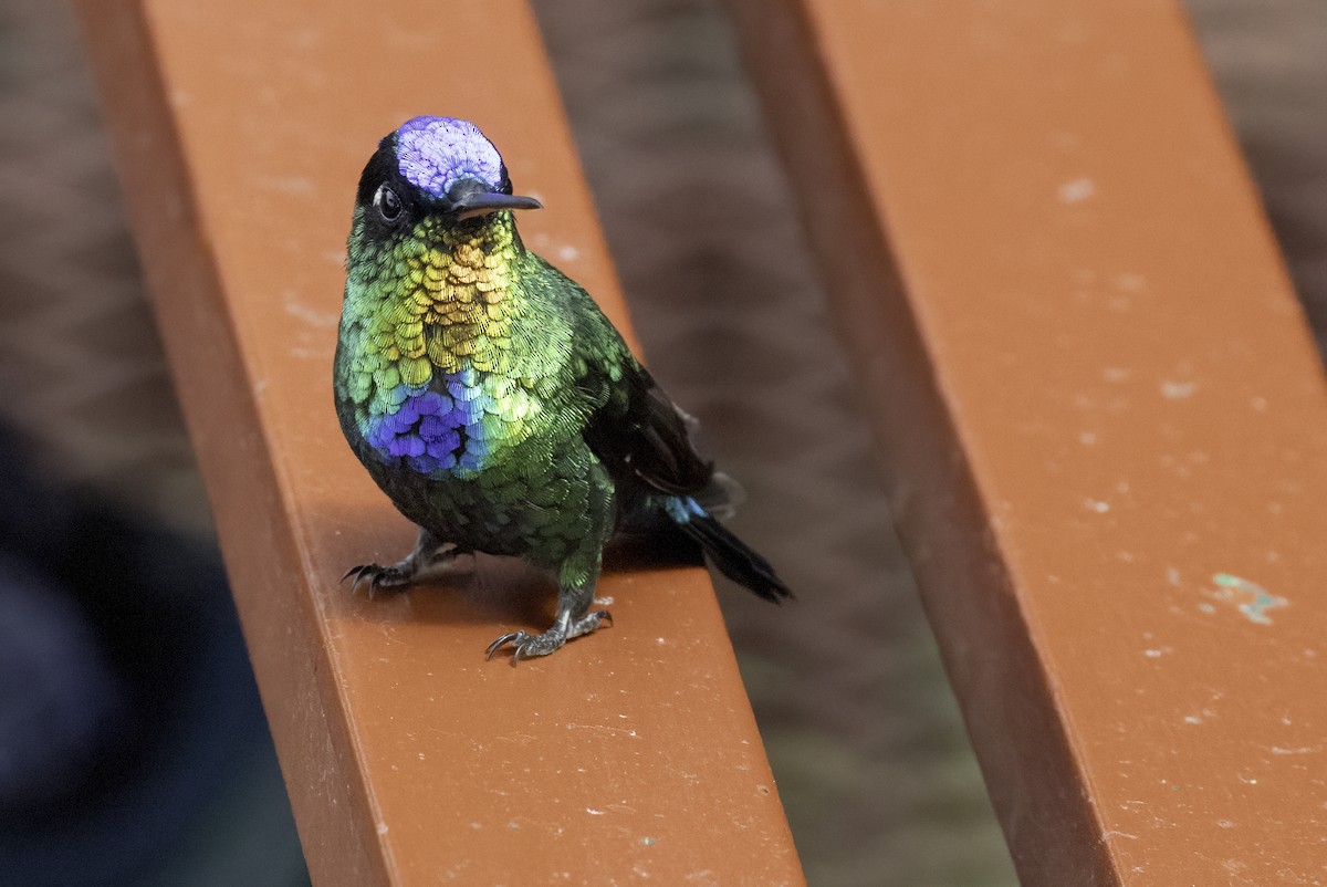 Радужный колибри - ML645925432