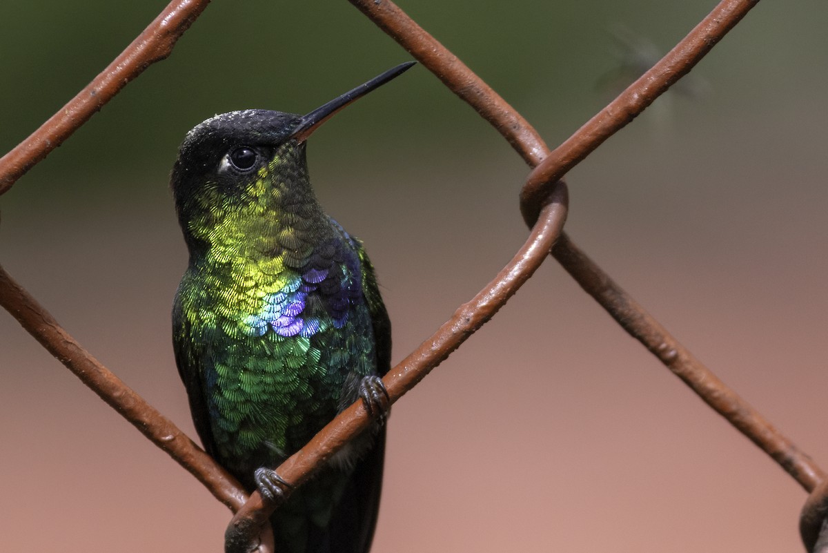 Радужный колибри - ML645925433