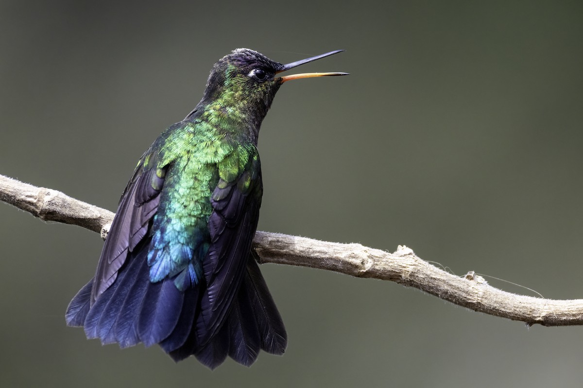 Радужный колибри - ML645925434