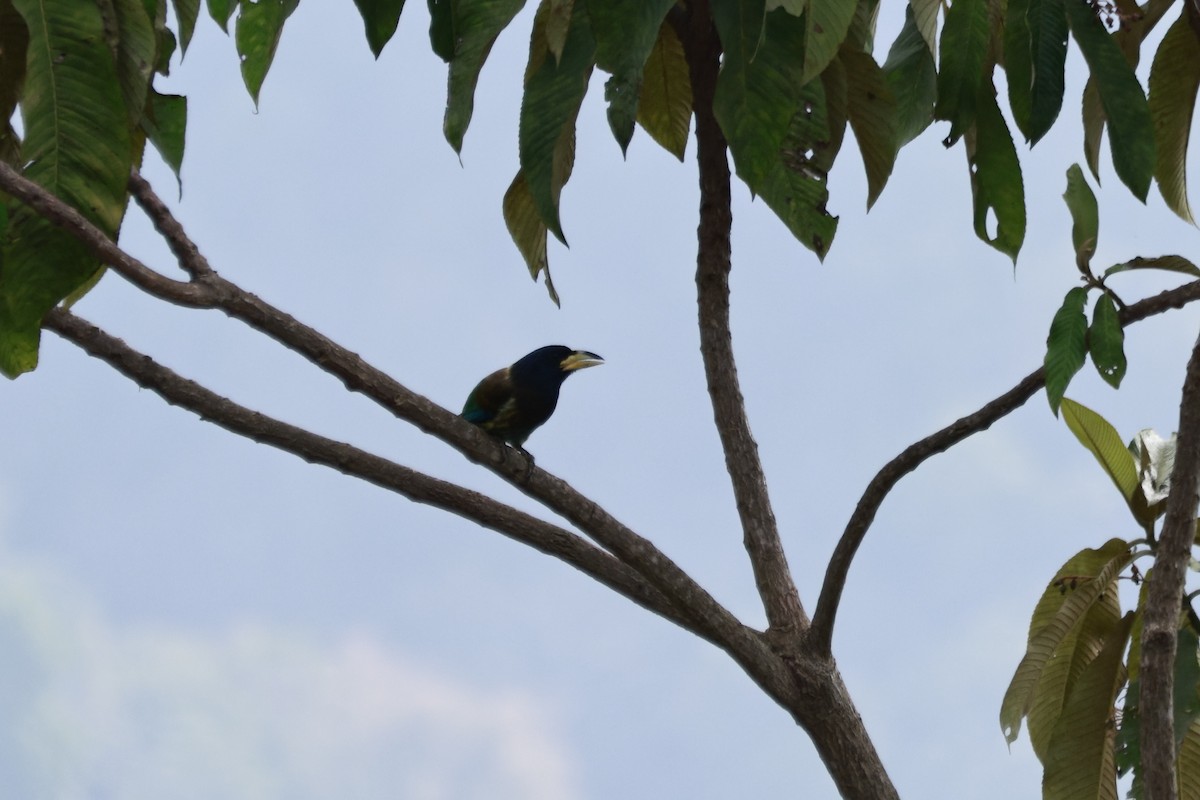 Большой бородастик - ML645925435