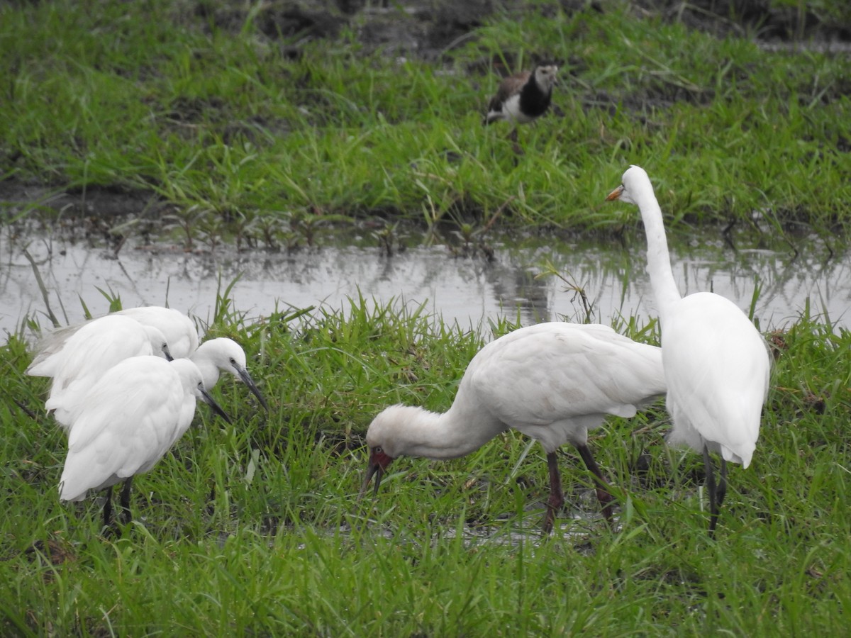 Малая белая цапля - ML645925437