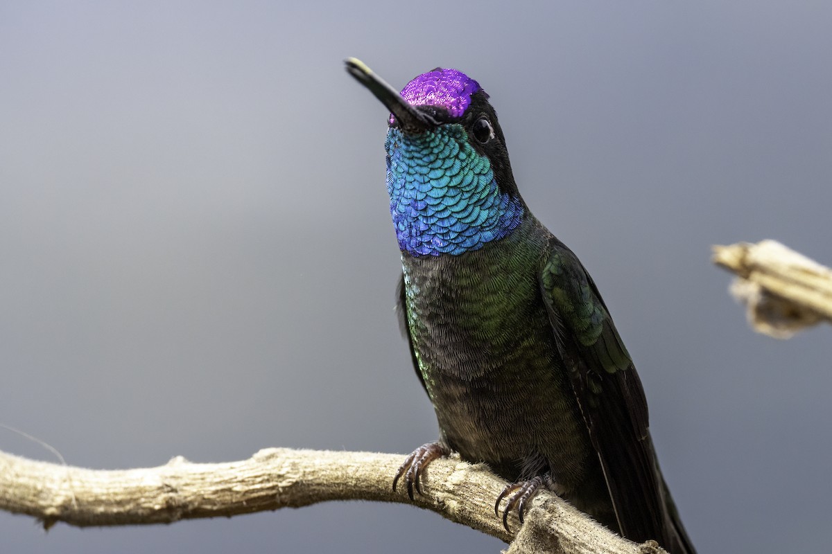 Костариканский колибри-герцог - ML645925438