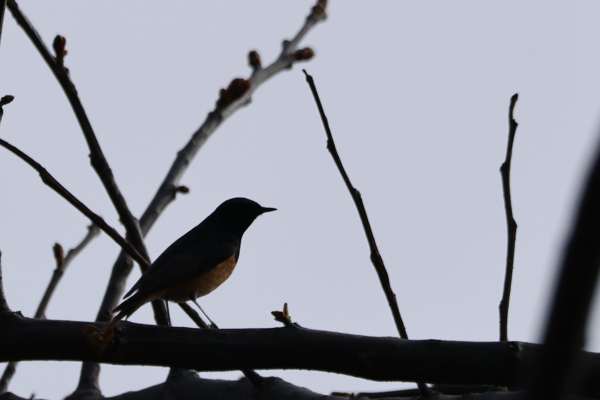 Черная горихвостка - ML645925439