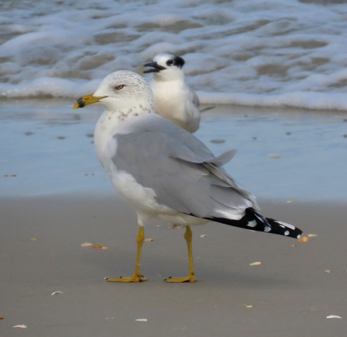 Ring-billed Gull - ML645925440