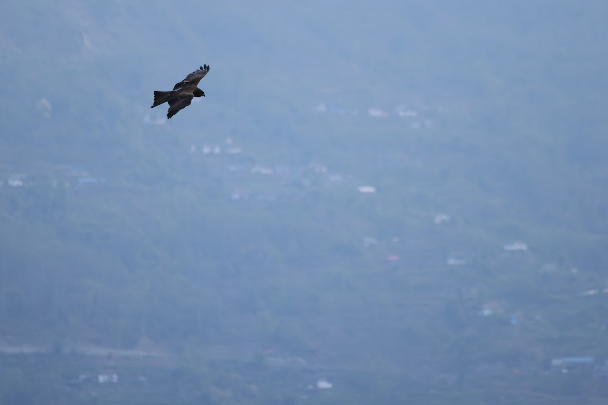 Kara Çaylak - ML645925442