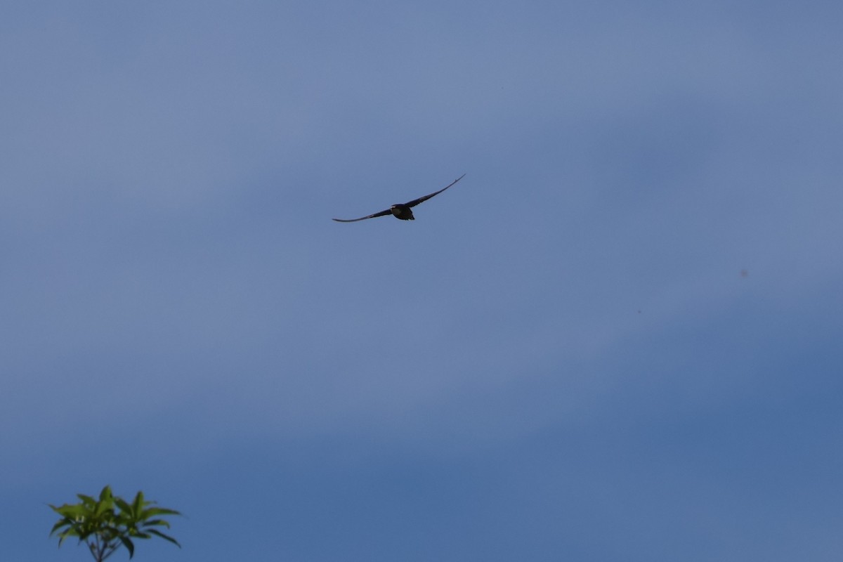 Колючехвост - ML645925443