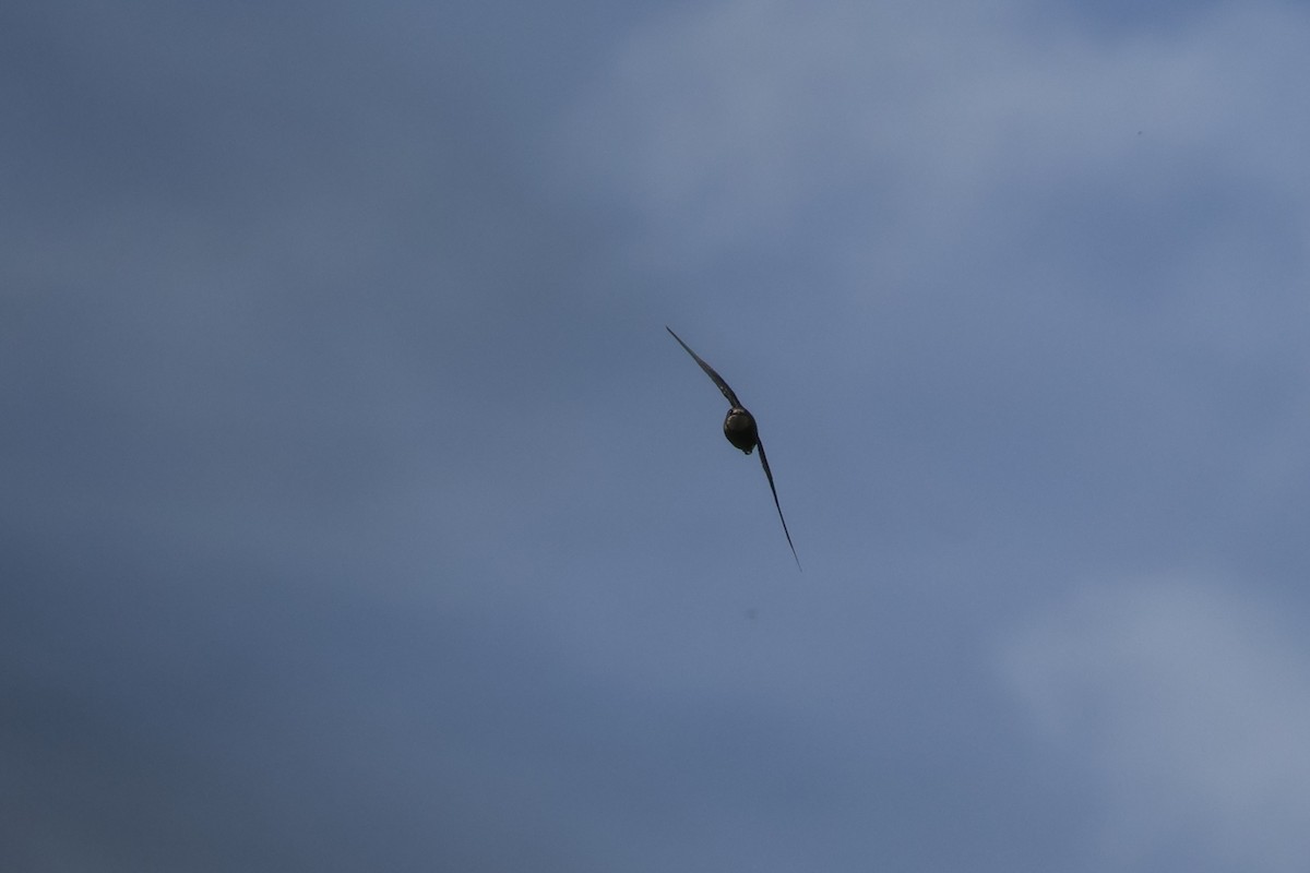 Колючехвост - ML645925444