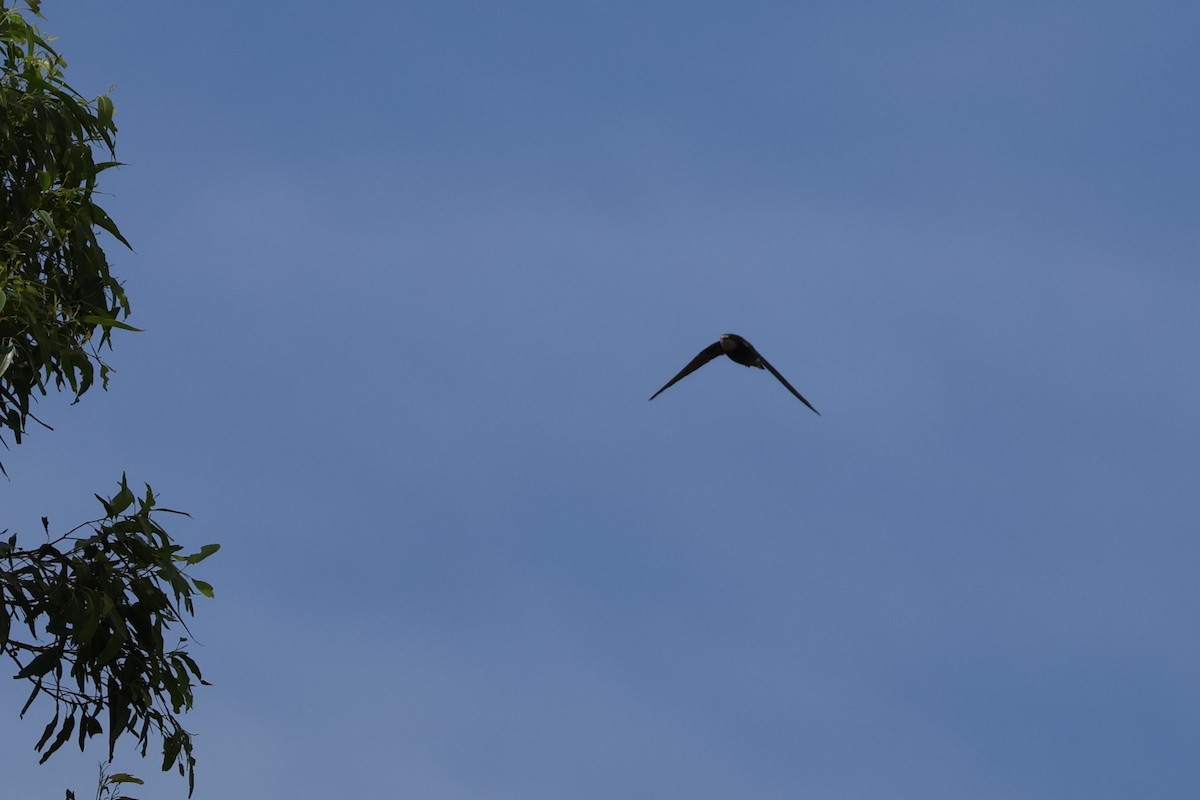 Колючехвост - ML645925445