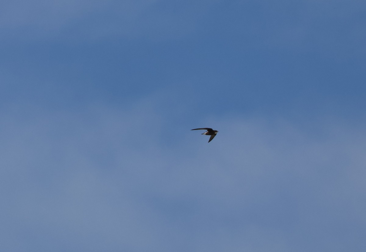 Колючехвост - ML645925446