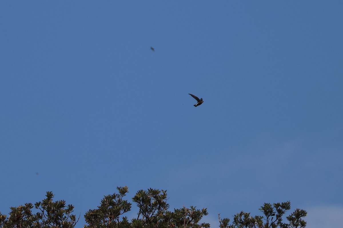 Колючехвост - ML645925447