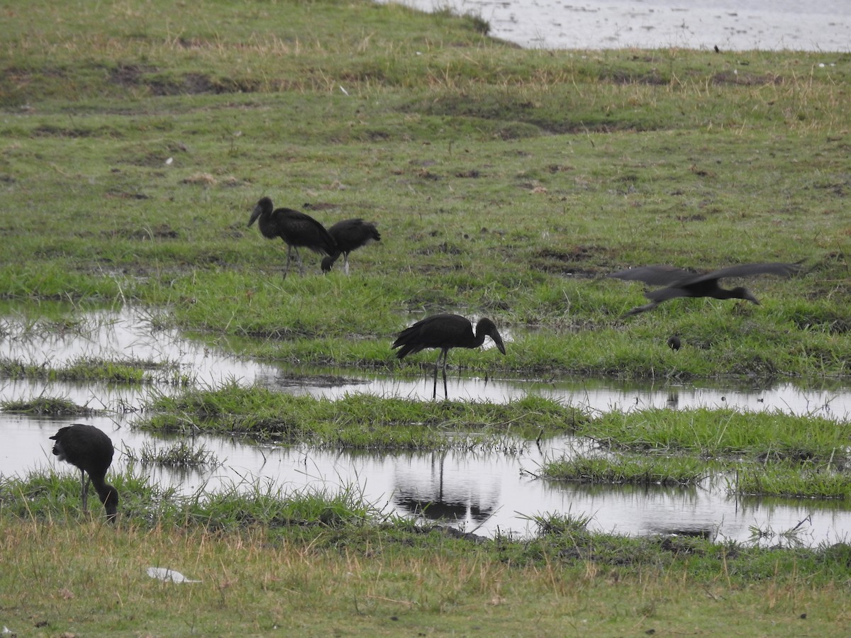 Африканский аист-разиня - ML645925448