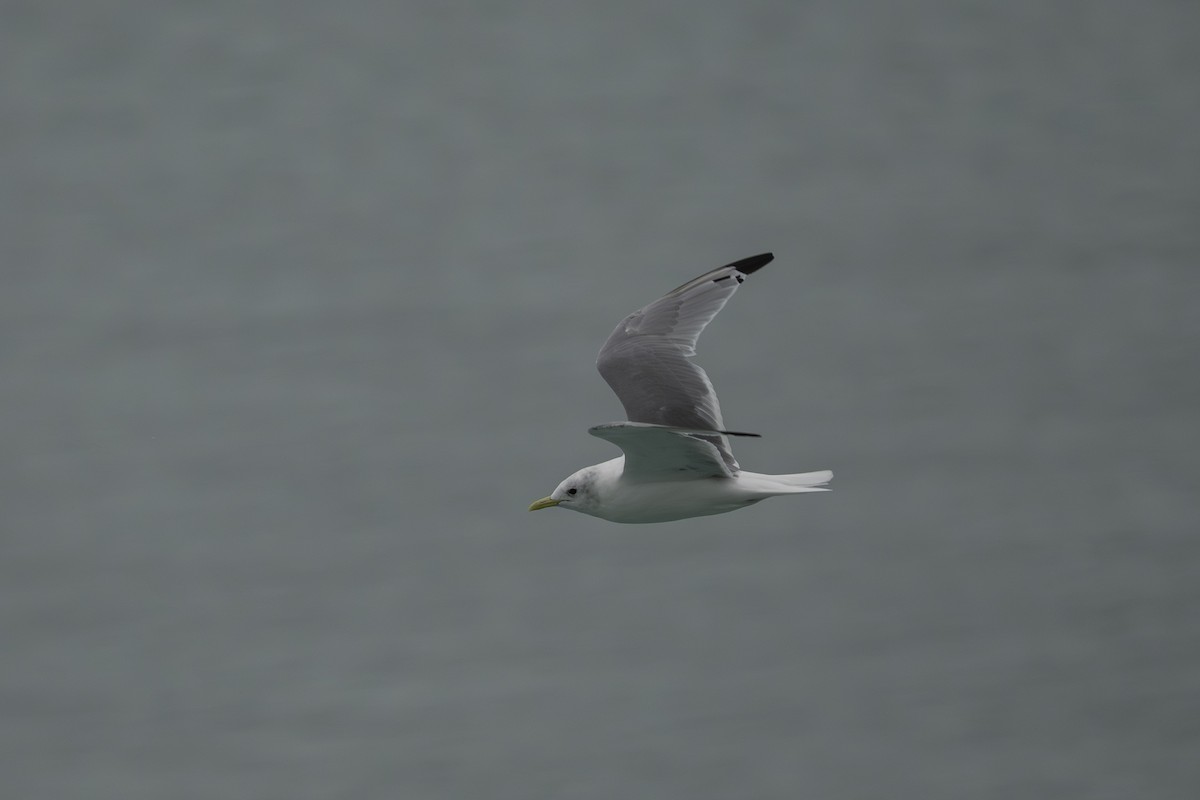 Black-legged Kittiwake - ML645925451