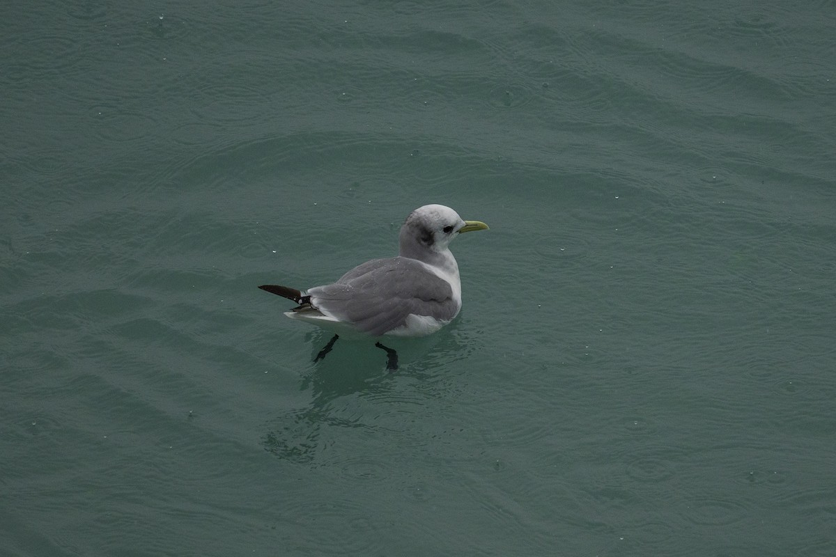 Black-legged Kittiwake - ML645925452