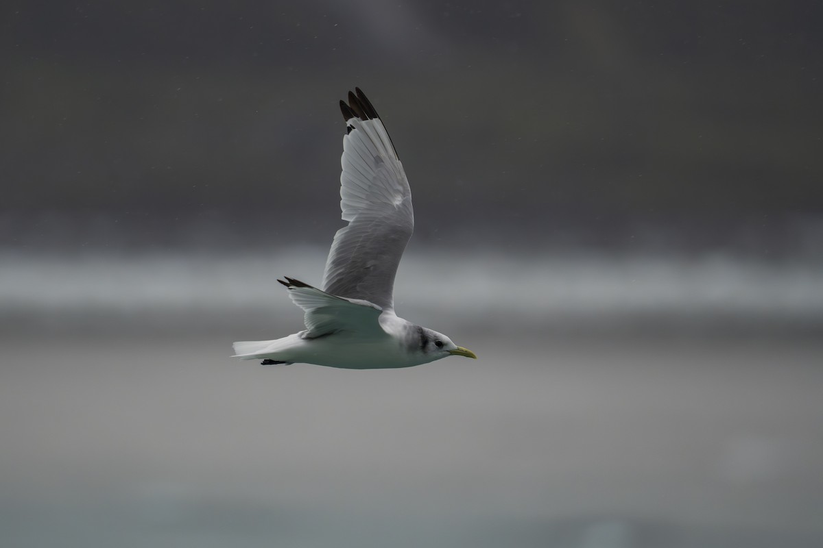 Black-legged Kittiwake - ML645925453