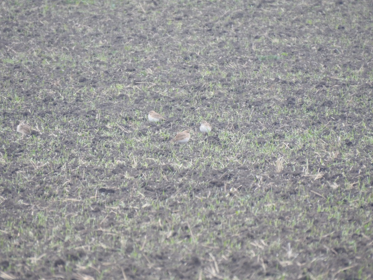 prærielo - ML645925454