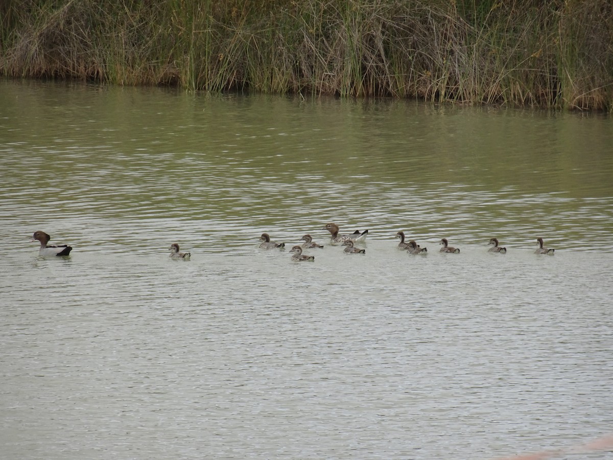 Oca arborea australiana - ML645925457