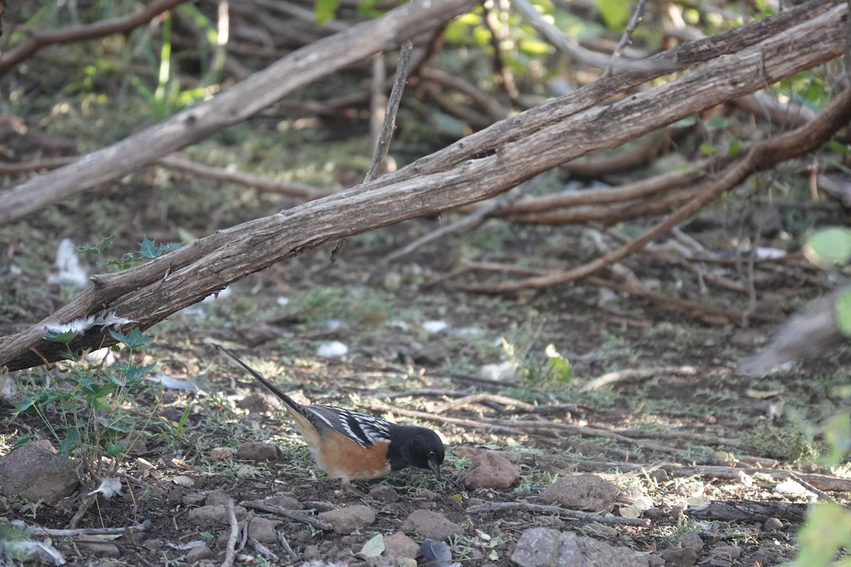 Spotted Towhee - ML645925460