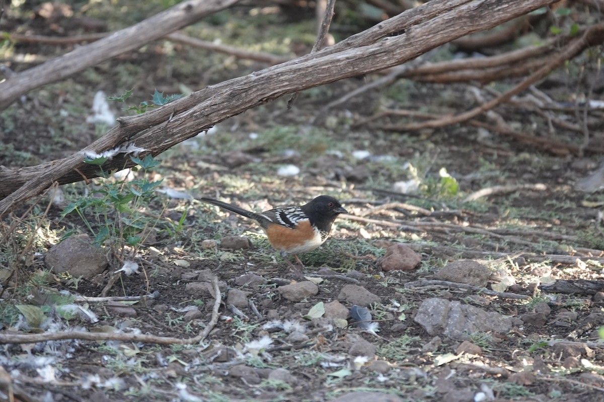 Spotted Towhee - ML645925461
