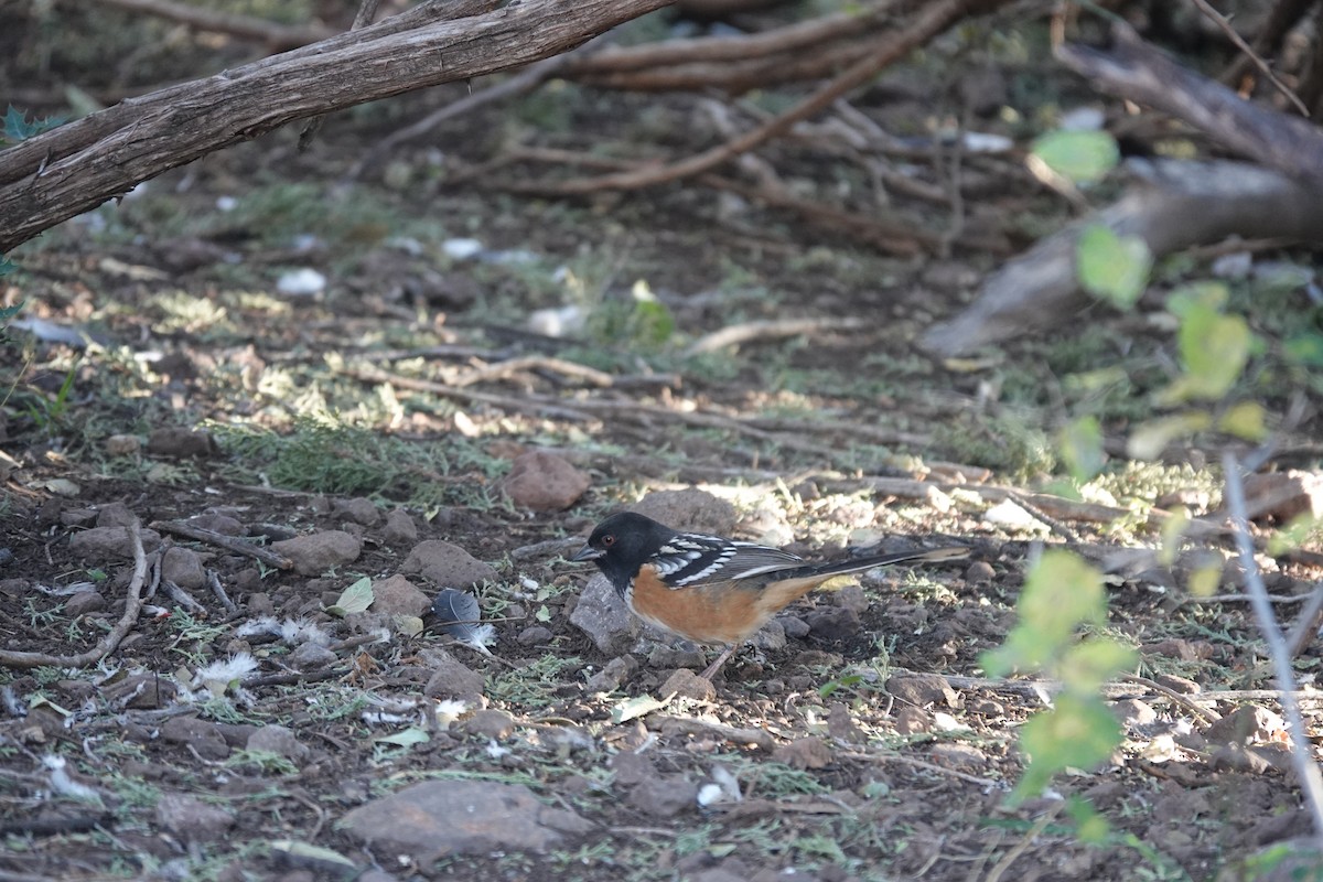Spotted Towhee - ML645925462
