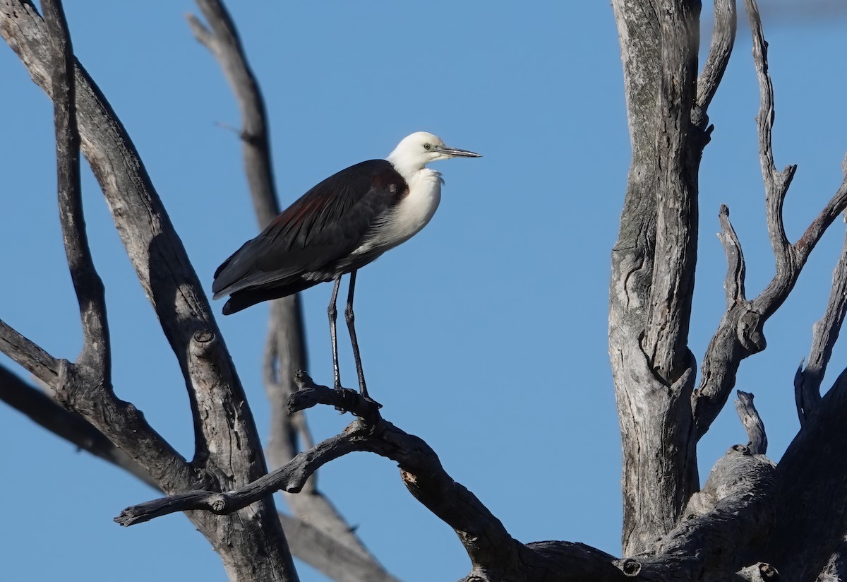 Ak Boyunlu Balıkçıl - ML645925465