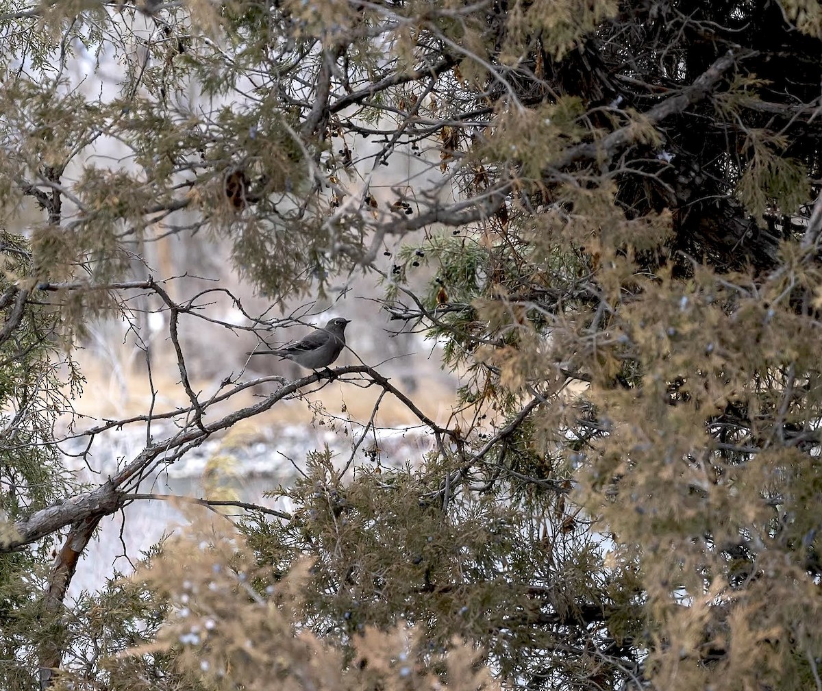 Townsend's Solitaire - ML645925466