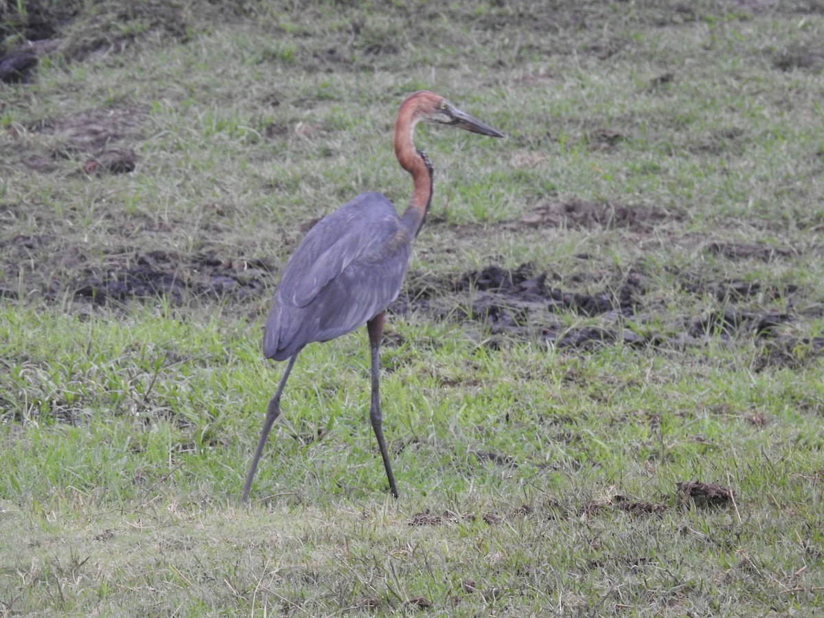 Dev Balıkçıl - ML645925467