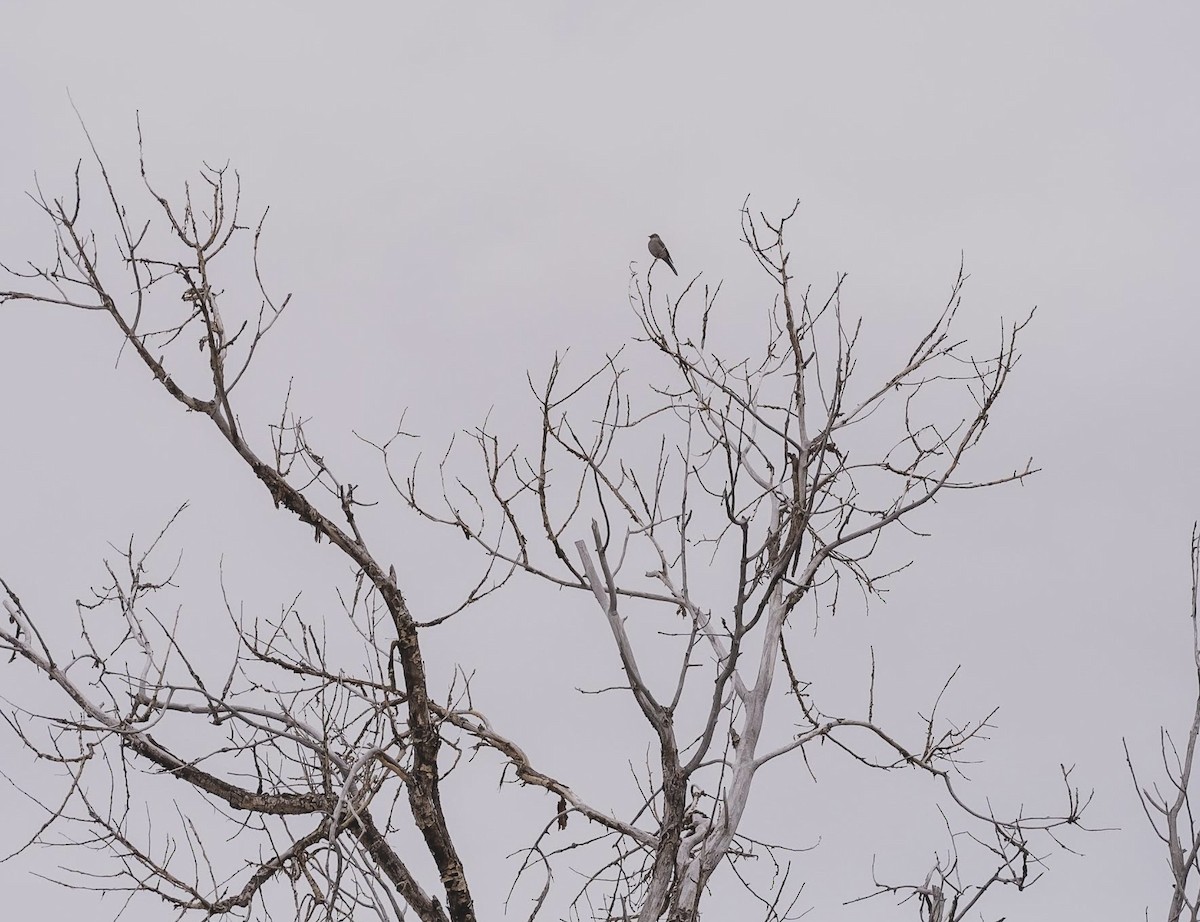 Townsend Soliteri - ML645925469