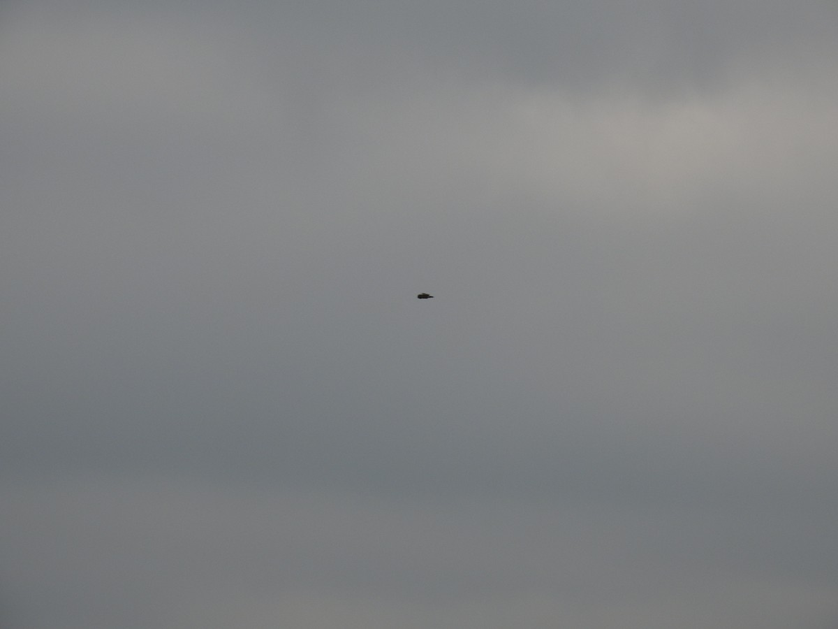 Kır Baykuşu - ML645925472