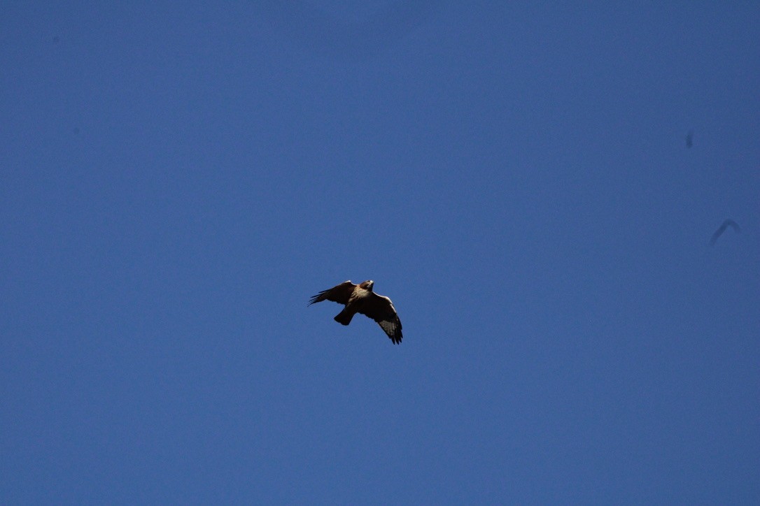 Kızıl Kuyruklu Şahin - ML645925477