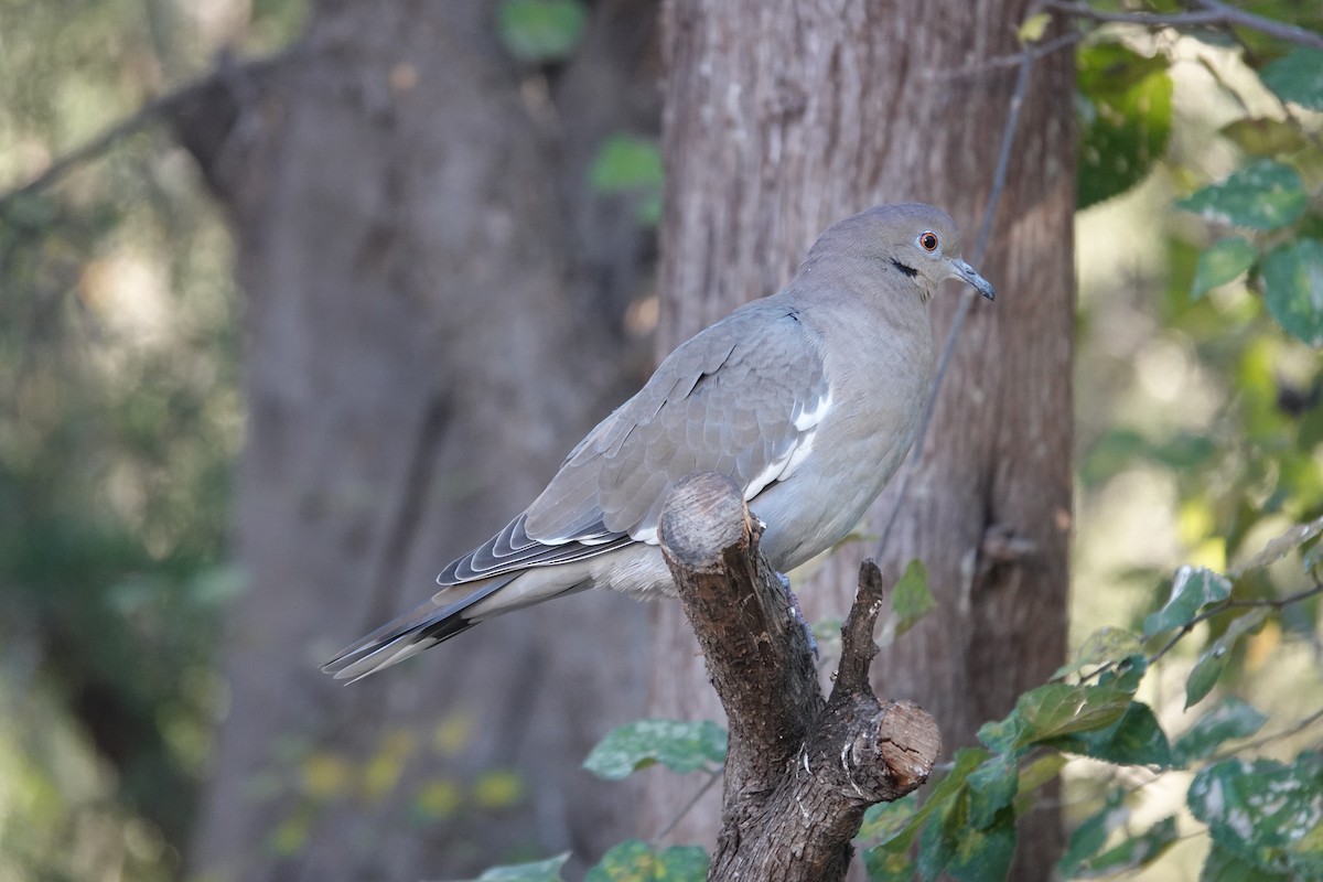 Ak Kanatlı Kumru - ML645925478