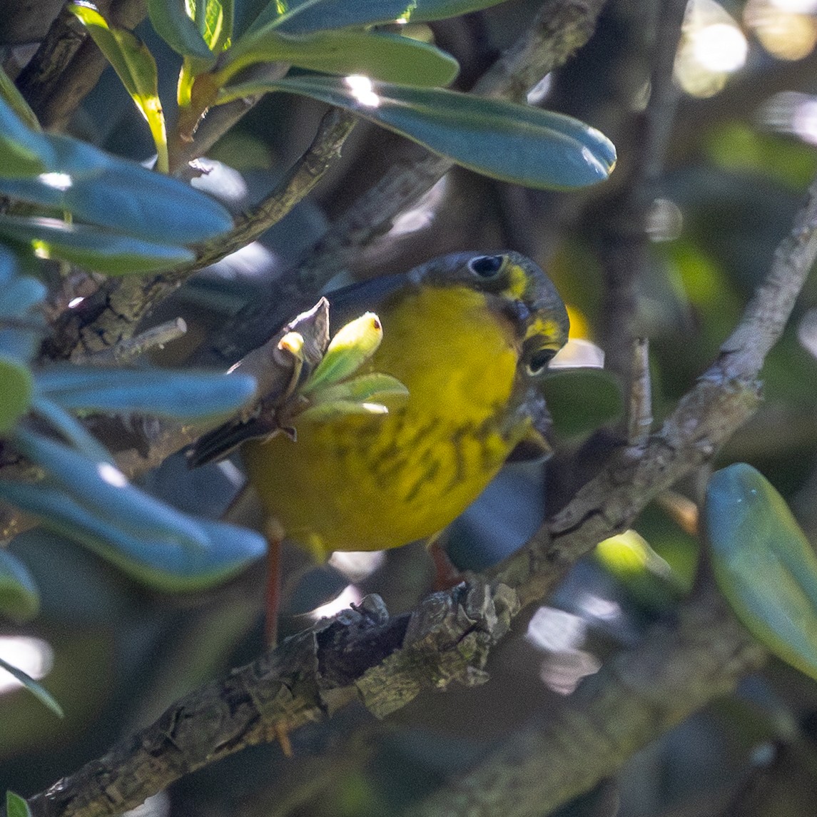 Canada Warbler - ML645925479