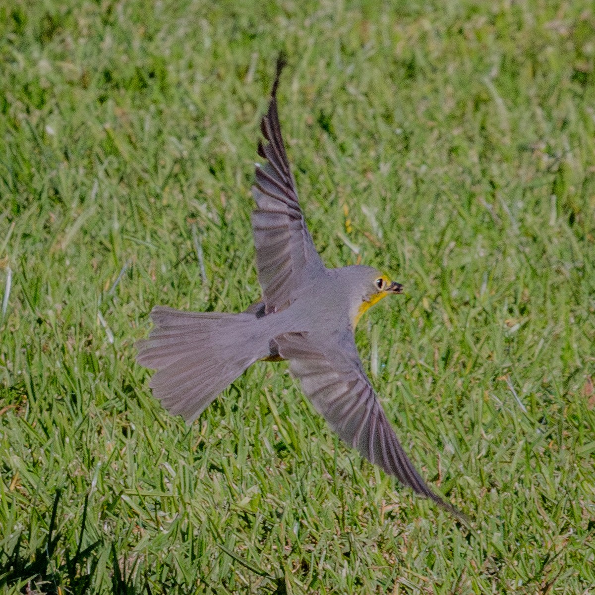 Canada Warbler - ML645925480