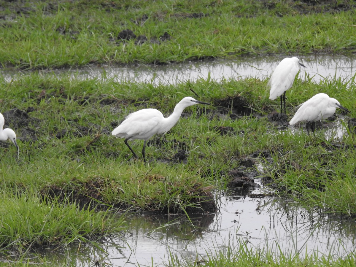 Küçük Ak Balıkçıl - ML645925482