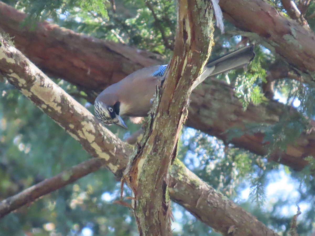 Alakarga [japonicus grubu] - ML645925483