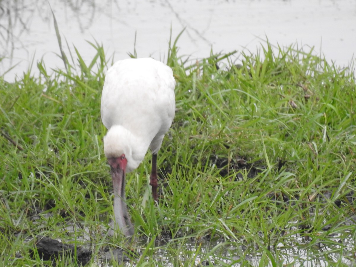 Afrika Kaşıkçısı - ML645925484