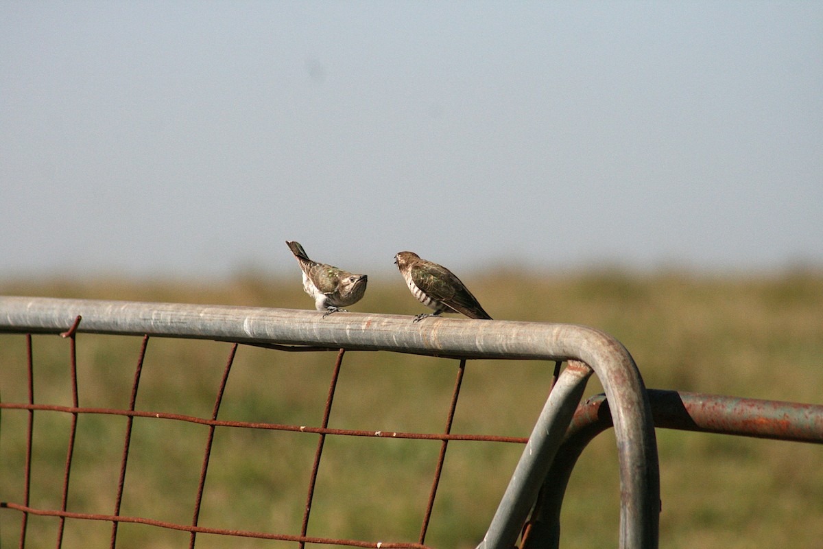 Horsfield Zümrüt Guguğu - ML645925485