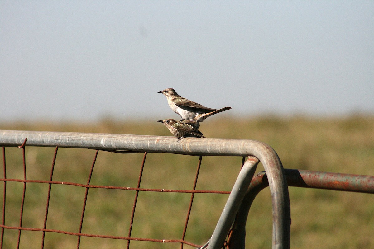 Horsfield Zümrüt Guguğu - ML645925486