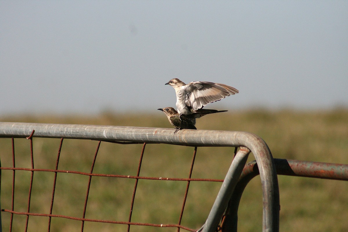 Horsfield Zümrüt Guguğu - ML645925487