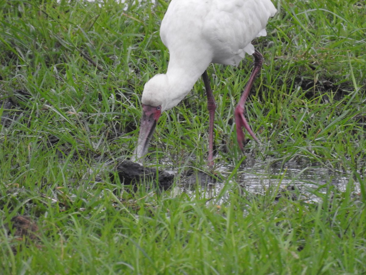 Afrika Kaşıkçısı - ML645925488