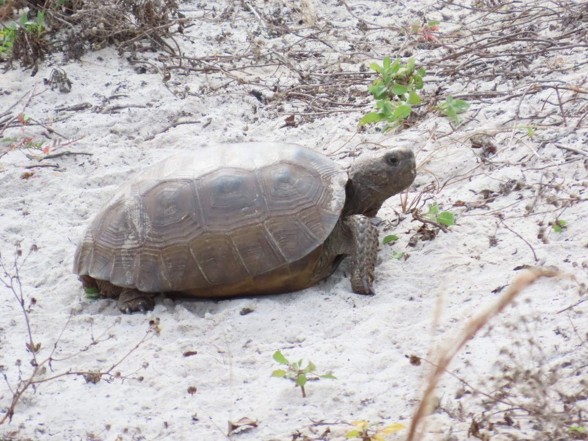 Gopher Tortoise - ML645925489