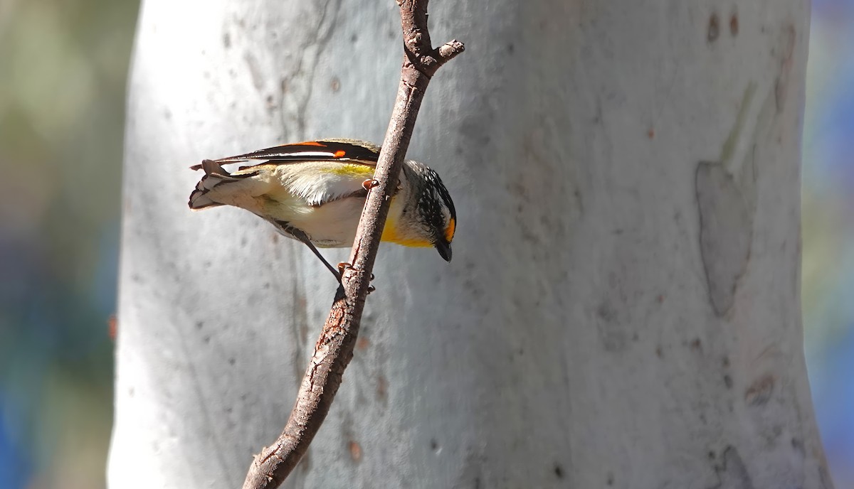 Çizgili Panterkuşu - ML645925490