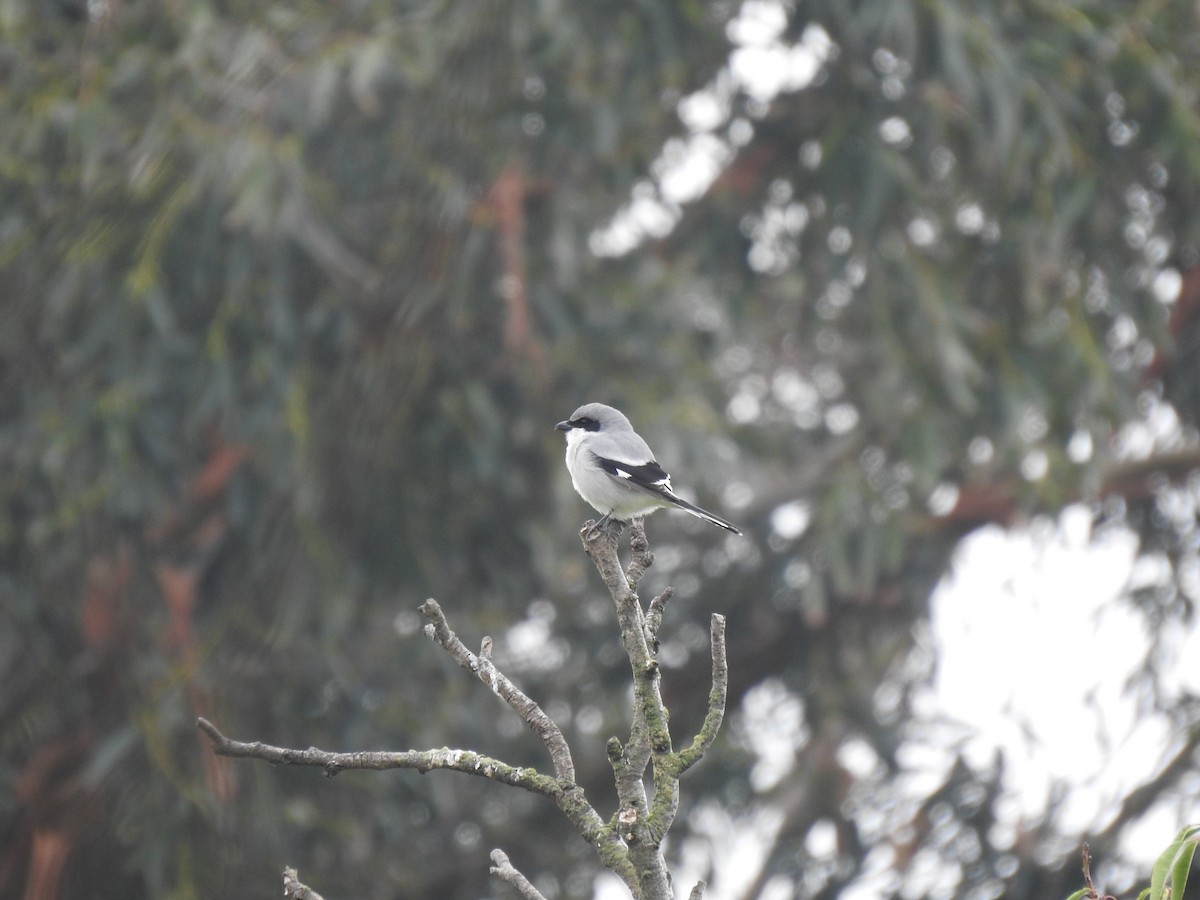 Amerika Örümcekkuşu - ML645925491