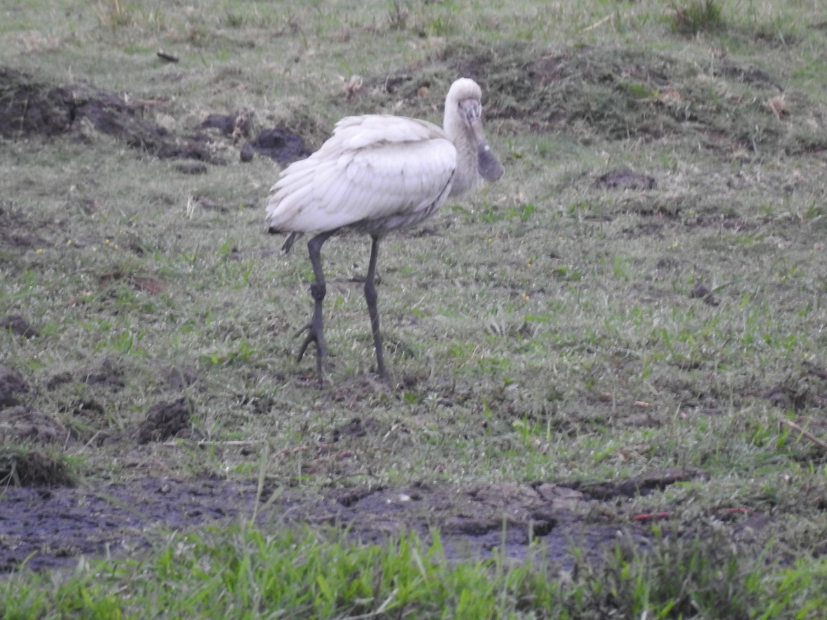 Afrika Kaşıkçısı - ML645925492