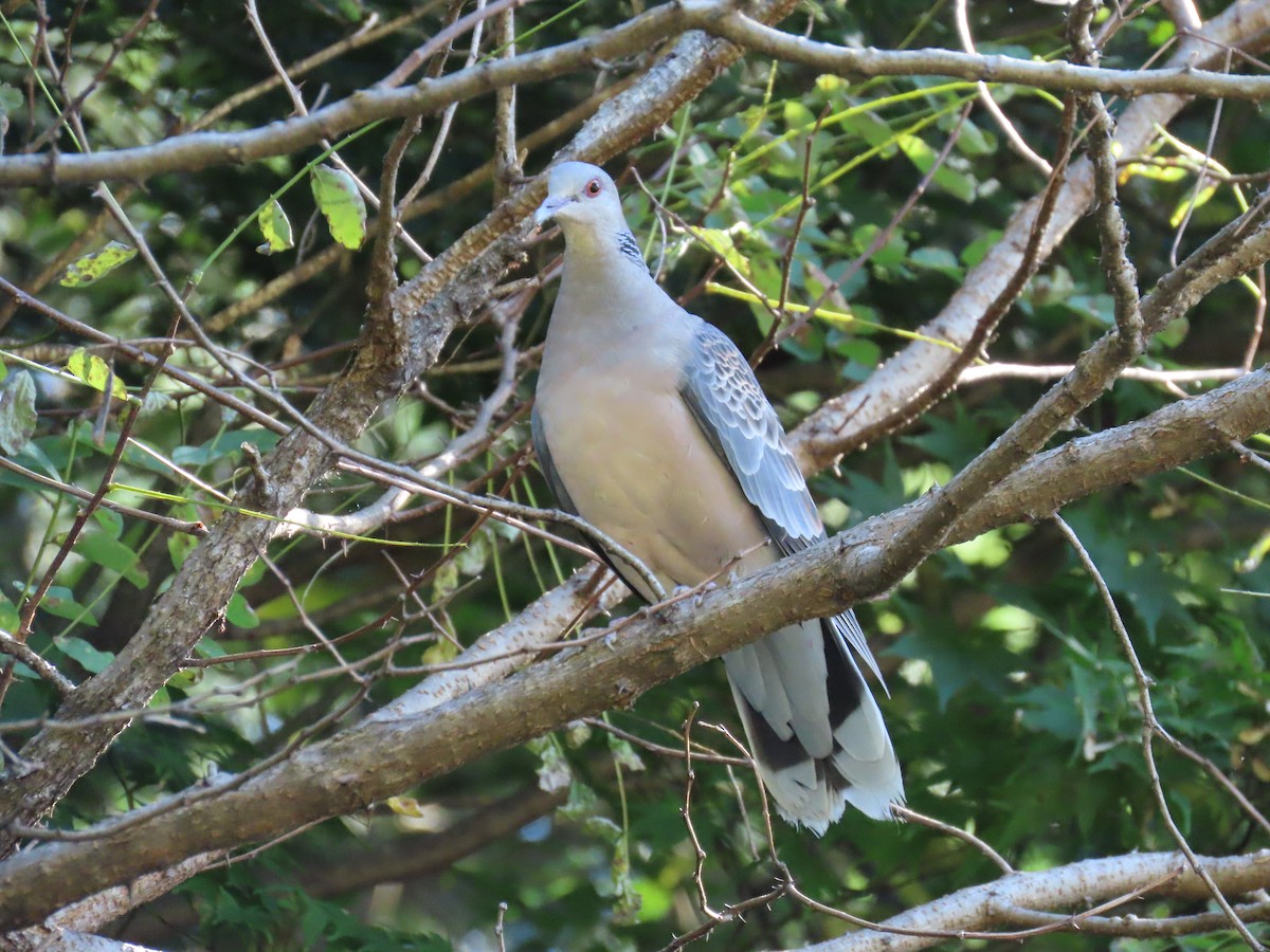 Büyük Üveyik - ML645925493