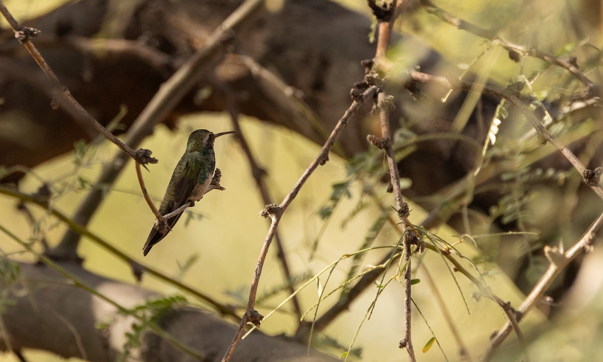 Geniş Gagalı Kolibri - ML645925494