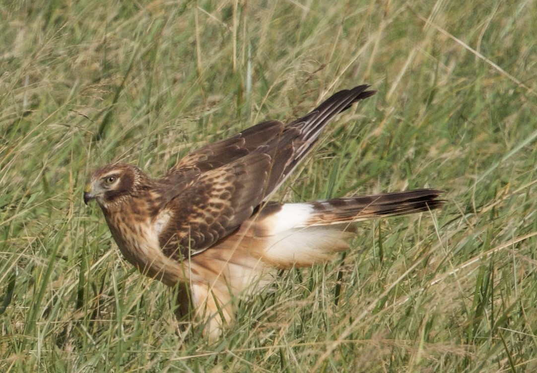 Amerika Delicesi - ML645925496